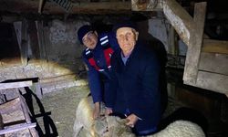Kayıp hayvanları jandarma buldu