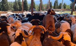 Kocaeli’de kurbanlıklar görücüye çıkmaya başladı