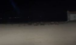 Konya’da tarım alanlarında domuz nöbeti