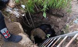 Kuyuya düşen koyun itfaiye ekipleri tarafından kurtarıldı