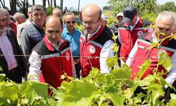 Manisa’da zirai donun yaraları sarılıyor