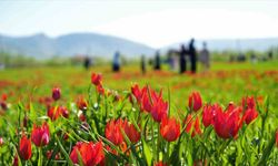 Muş’ta 20 günlük "lale devri" başladı