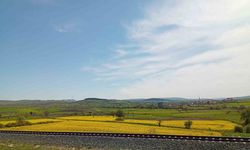 Samsun’da kanola güzelliği