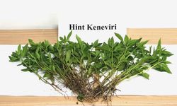 Sebze yetiştirir gibi kenevir yetiştirdi