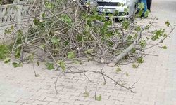 Sinop’ta incir ağacı otomobilin üstüne devrildi