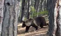 Soğuksu Milli Parkı’nda ayılar görülmeye başlandı