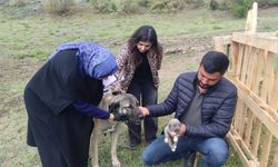Sosyal medyada linç edilmişti, o köpeğin sahibi konuştu