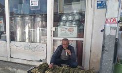 Tercan’da ‘yayla muzunun’ destesi 50 ila 80 TL’den satışta
