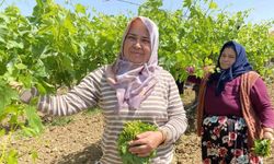 Yaprağı meyvesinden daha çok kazandırıyor