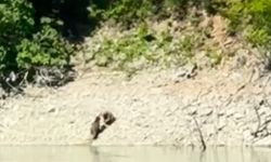 Artvin’de iki ayı önce serinledi, sonra nehir kıyısında kavga etti