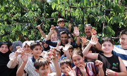 Bağcılar’da Kiraz Festivali coşkusu