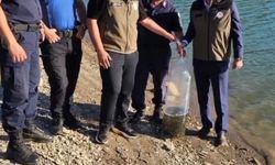 Bayat’daki gölet ve sulak alanlara 10 bin sazan balığı yavrusu bırakıldı