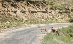 Dağ keçilerini görüntüledi, "Ne kadar güzelsiniz" diyerek paylaştı