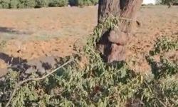 Elazığ’da fırtına ağacı ikiye böldü