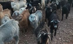 Kaybolan 38 küçükbaşın bulunması için yardım bekleniyor