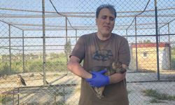 Kurtlar ve köpeklerin akrabalığı araştırılıyor