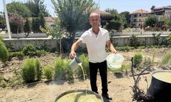 Sarıgöl’de bağlarda kesilen koruklar ekonomiye kazandırılıyor