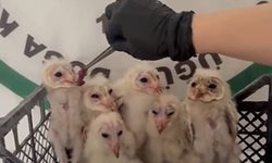 Şırnak’ta 6 peçeli baykuş kurtarıldı