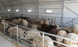 Eskişehir’de hayvan pazarı geçici süreyle kapatıldı