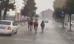 Düzce'de başıboş atlar trafiği birbirine kattı!