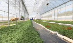 Ordu'nun güzelliği Büyükşehir'in serasından yükseliyor