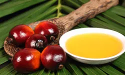 Palmiye yağının sağlık rolü bilimsel bulgularla netleşiyor