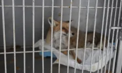 Adıyaman'da yaralı tilki doğaya kavuştu