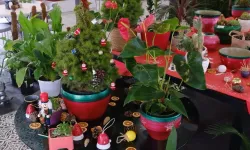 Başkentte bitki evleri görsel şölene dönüştü