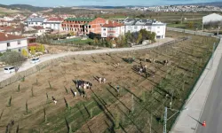 İnegöl'de 572 fidanlı koruluk Akhisar'a nefes oldu