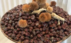 'Bursa Kestanesi'nin geleceği masaya yatırıldı