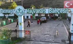 Giresun Hayvan Barınağı 2025'e damga vurdu