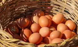 Ordu'da yumurta sektörü yeniden büyüyor