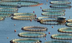 Türkiye, Akdeniz ve Karadeniz su ürünlerinde lider konumda