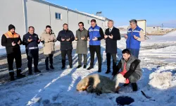 Sivas'ta kar yağışına şükür kurbanı