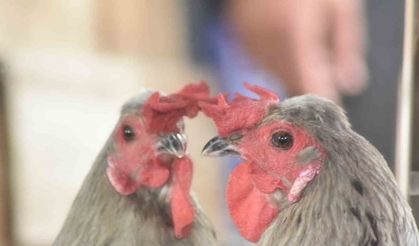 Görenler şaşırdı: Tavuk mu horoz mu