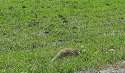 Aç kalan kızıl tilki fare avladı