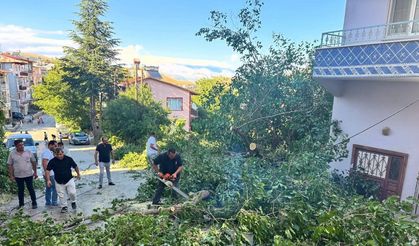 Arapgir’de fırtına ağaçları devirdi