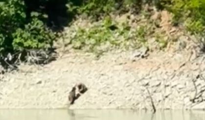 Artvin’de iki ayı önce serinledi, sonra nehir kıyısında kavga etti