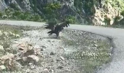 Artvin’de kartal yılan avlarken görüntülendi