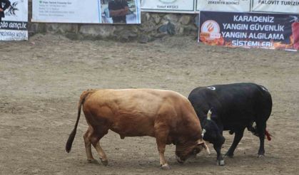 Ayder’de boğa güreşleri renkli görüntülere sahne oldu