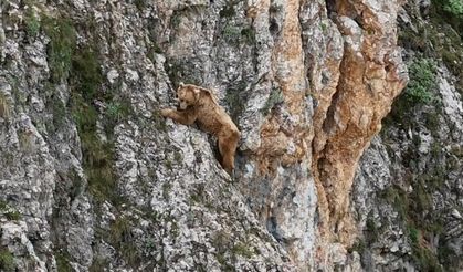 Ayının performansı dağcılara parmak ısırttı