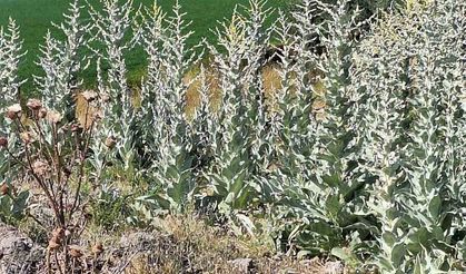 Bingöl’de ağaçlık alanda korkutan yangın