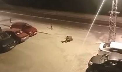 Borçka ilçe merkezine inen ayılar cadde ve sokaklarda dolaştı