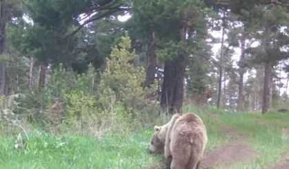 Bozayı ormanda ot yerken görüntülendi