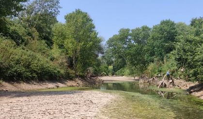 Çanakkale’de kuraklık çayı vurdu, çok sayıda balık öldü