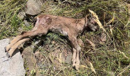 Çoruh Vadisi’nde yaban keçileri tehlike altında