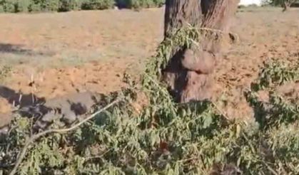 Elazığ’da fırtına ağacı ikiye böldü