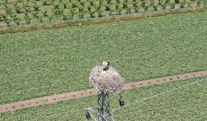 Elazığ’da ‘leylekli köy’ misafirlerini ağırlamaya devam ediyor