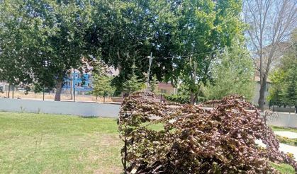 Gölbaşı’nda ağaç kökünden söküldü