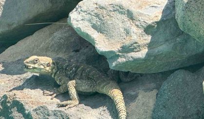 Kafkas keleri Ağrı Dağı eteklerinde beslenirken görüntülendi